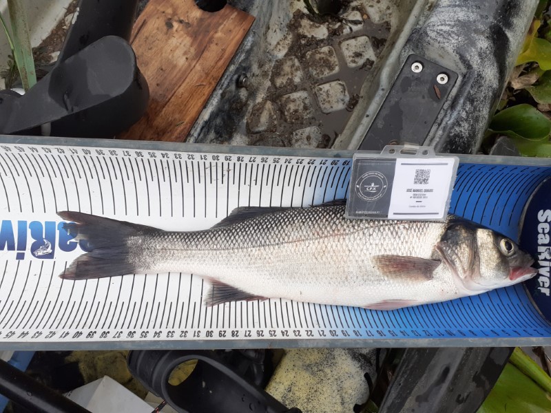 Fish Measure Picture